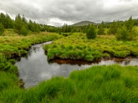 Isle of Lewis and Harris, Aline Community Woodland